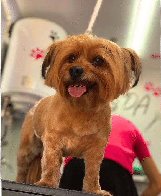 About Us 2 Excessive Drooling or Coughing