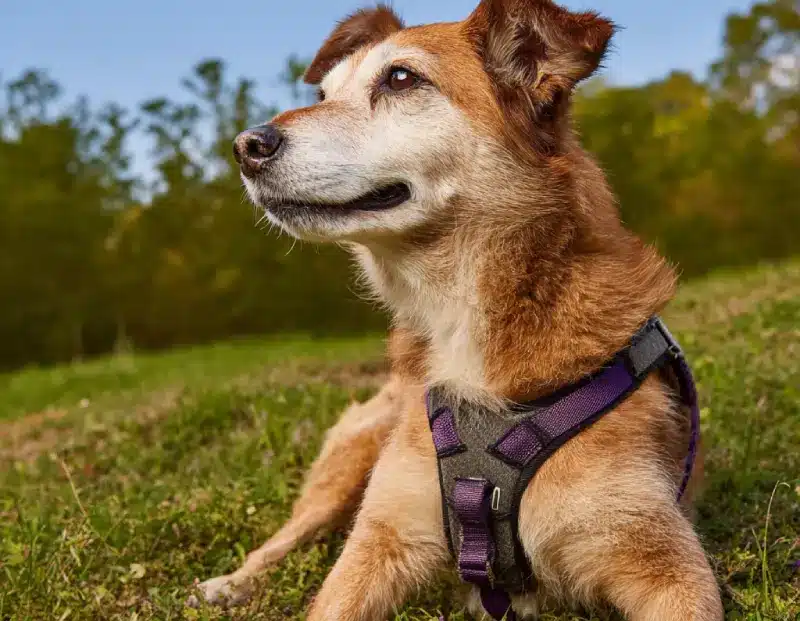 Senior Dog Harness 4 Senior Dog Harness