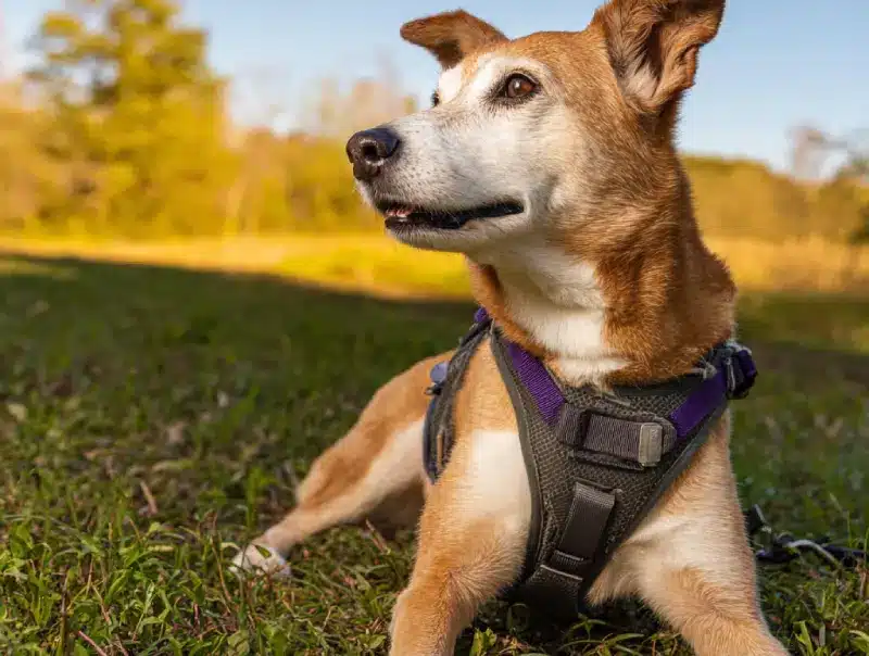 Senior Dog Harness 2 Senior Dog Harness