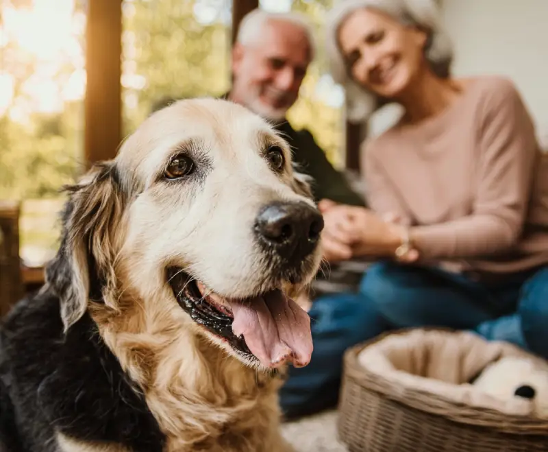 senior dog adoptions 5 Real Stories and Case Studies