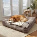 best bed for senior dogs