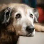 senior dog anxiety