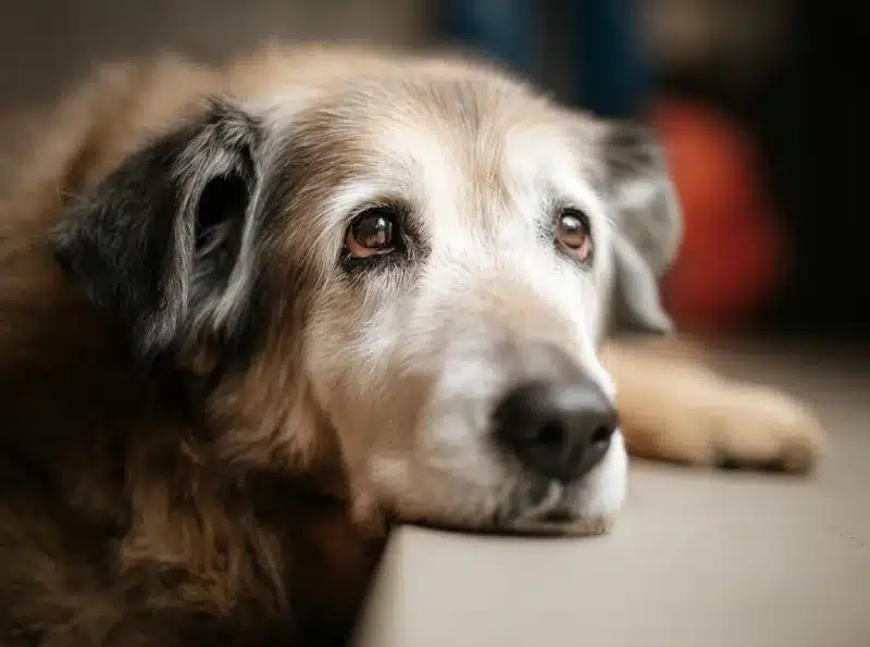 senior dog anxiety