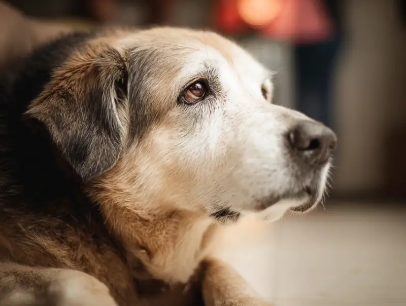 senior dog anxiety 3 Natural Remedies for Senior Dog Anxiety