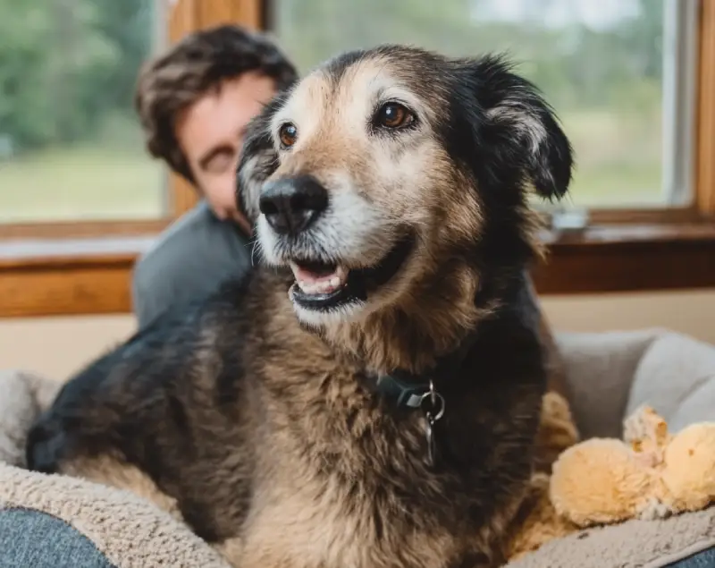 senior dog adoptions 4 Senior Dog Behavior and Training
