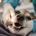Senior dog tooth extraction recovery