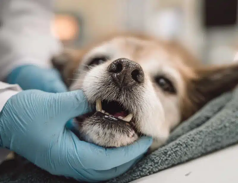 senior dog tooth extraction recovery 2 Signs of Improvement and Healing