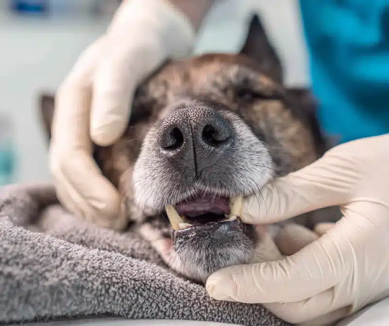 senior dog tooth extraction recovery 3 Monitoring and Early Intervention