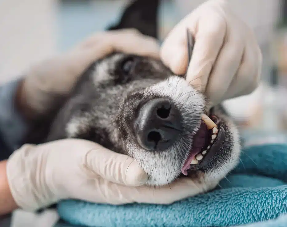 senior dog tooth extraction recovery 4 Alternatives to Tooth Extraction