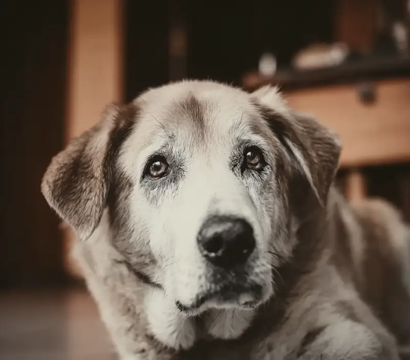 senior dog anxiety 4 Behavioral Training Techniques for Anxious Older Dogs