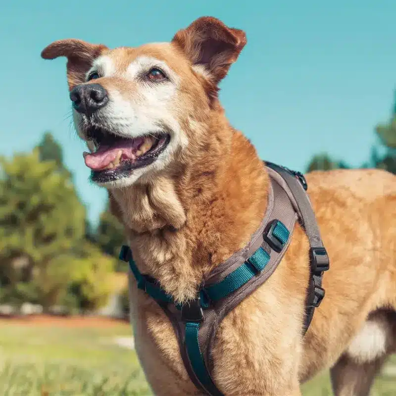 Senior Dog Harness