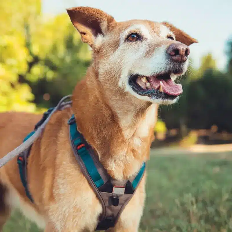 Senior Dog Harness 3 Senior Dog Harness